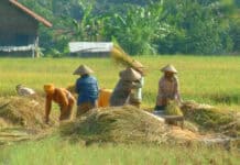 Peningkatan Produksi, Presiden Minta Skema KUR Khusus Petani Diprioritaskan