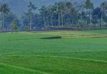 Dinas Pertanian Kota Bekasi, Mencatat Persawahan Menghasilkan 3.325 Ton Beras