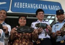 Pengusaha lokal Kota Kendari, Mengekspor Kepiting Bakau Ke Singapura