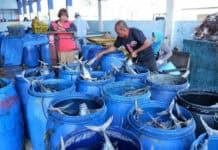 KUD Mino Saroyo Teladan Sukses Koperasi Pengelola TPI