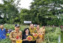 Kemenkop Panen Raya Cabai Hasil Pemberdayaan Anggota Koperasi