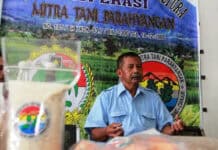 Tingkatkan Produksi Jagung, Koperasi Tani Penuhi Pakan Ternak