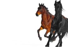 Lirik Lagu Old Town Road - Lil Nas X feat Billy Ray Cyrus
