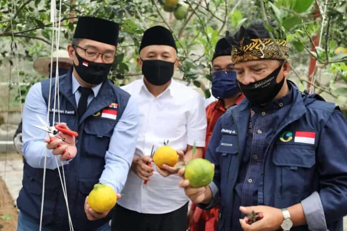 Antisipasi Krisis Pangan, Koppontren Akan Dijadikan Role Model