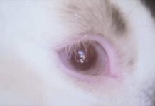 Lirik Lagu Die For You - Joji