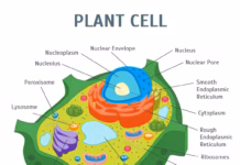Gambar Sel Tumbuhan: Struktur dan Fungsinya Gambar Sel Tumbuhan Struktur dan Fungsinya