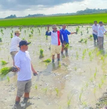 Pangkas 145 Regulasi, Kebijakan Distribusi Pupuk Langsung Ke Petani Dinilai Tepat