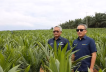 Dukung Swasembada Beras, Holding Perkebunan Nusantara Siap Implementasikan Intercropping Padi Gogo di Lahan Peremajaan Sawit Rakyat