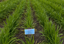 100 Hari Prabowo-Gibran, Progres Program Tanam Padi PTPNTumbuh Subur dan Potensi Tambah Pendapatan Petani Sawit 100 Hari Prabowo-Gibran, Progres Program Tanam Padi PTPNTumbuh Subur dan Potensi Tambah Pendapatan Petani Sawit