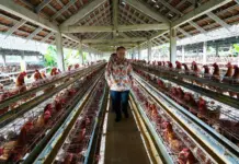 Kerja Sama Pemerintah dan Koperasi Bantu Stabilkan Harga Telur dan Pakan Ternak Jelang Ramadan