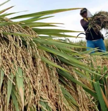 Kementan : Petani Tidak Perlu Demo Dukung Mentan,Fokus Jaga Produksi Pangan