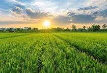 Kementan: Gugatan Mentan Terhadap Tempo Sudah Sesuai UU Pers Nomor 40/1999